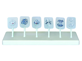 動(dòng)植物細(xì)胞減數(shù)分裂有絲分裂模型1