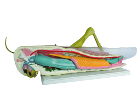 蝗蟲(chóng)解剖模型