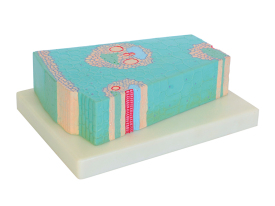 單子葉植物莖模型