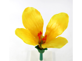油菜花模型