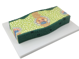 葉構(gòu)造模型