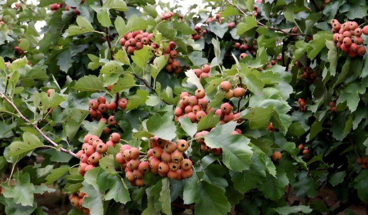 1761982767509074.png image.png