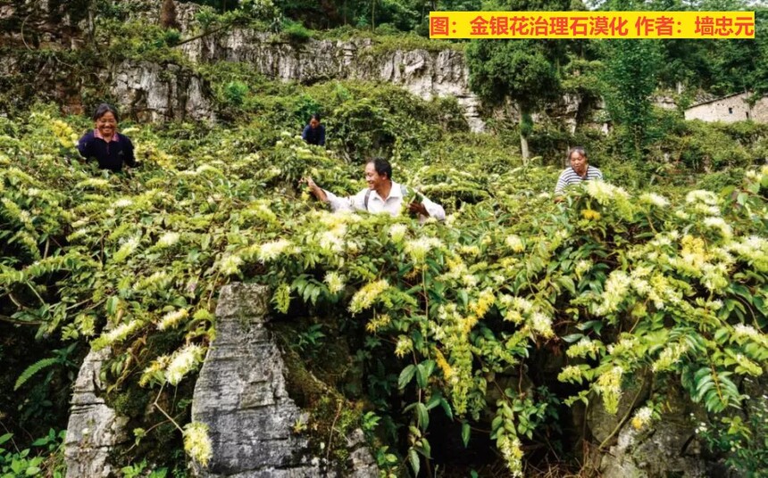 1727101858765100.jpg 贵州石漠化土地上的金银花.jpg