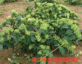 1734610586498812.jpg 第二年金银花结花状.jpg