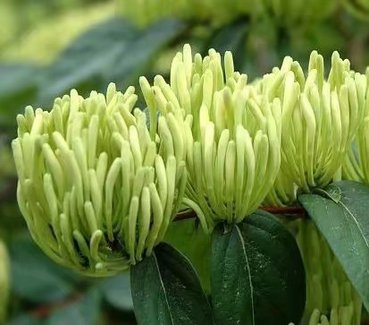 1734610808713112.jpg 湘蕾五号金银花.jpg