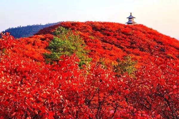 1762076556524818.jpeg 桐柏紅葉3.jpeg