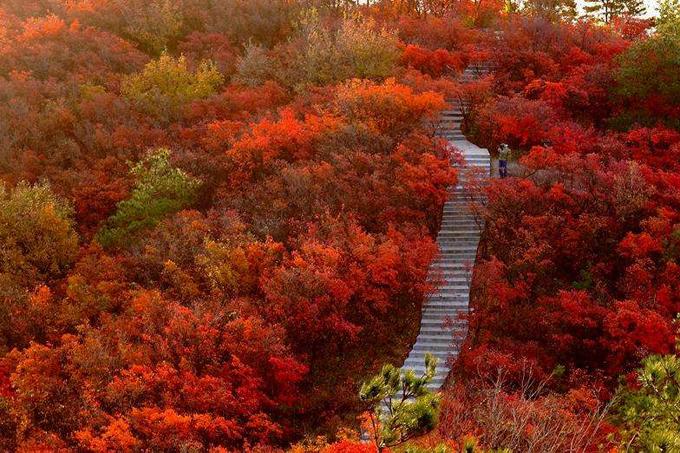 1762076653784864.jpg 桐柏紅葉2.jpg