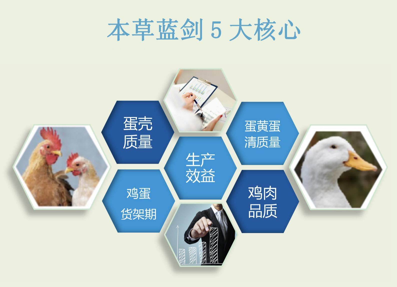 蛋雞肉雞全效升級-本草藍劍