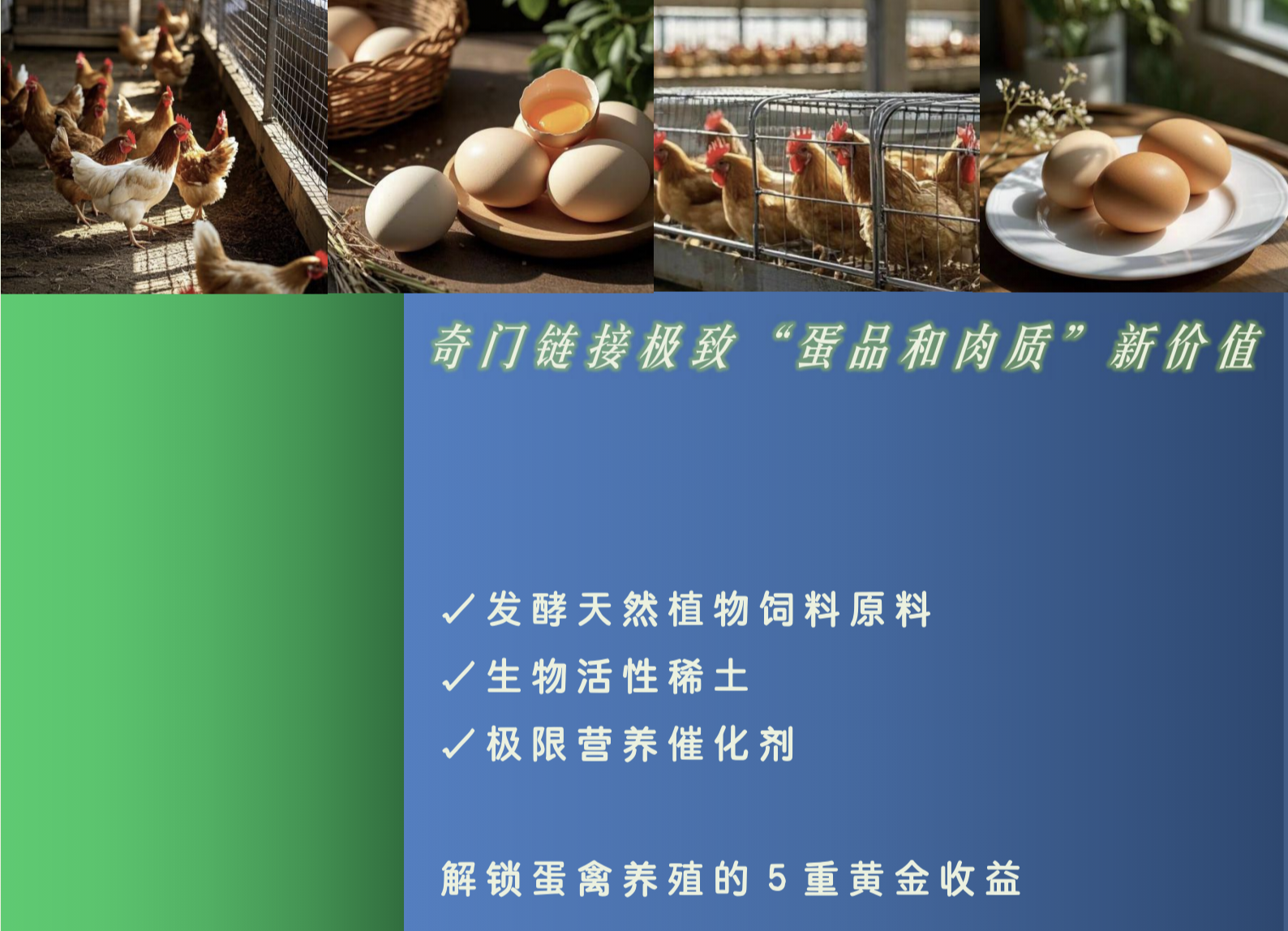 蛋雞肉雞全效升級-本草藍劍