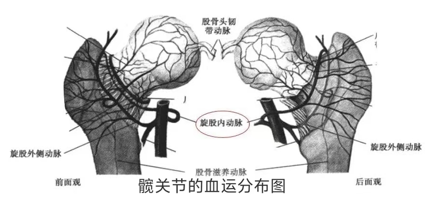 188体育官方主页app官方—中醫骨傷(shang) 科學骨病科普