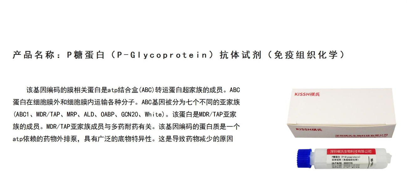PǵףP-GlycoproteinԼ.jpg