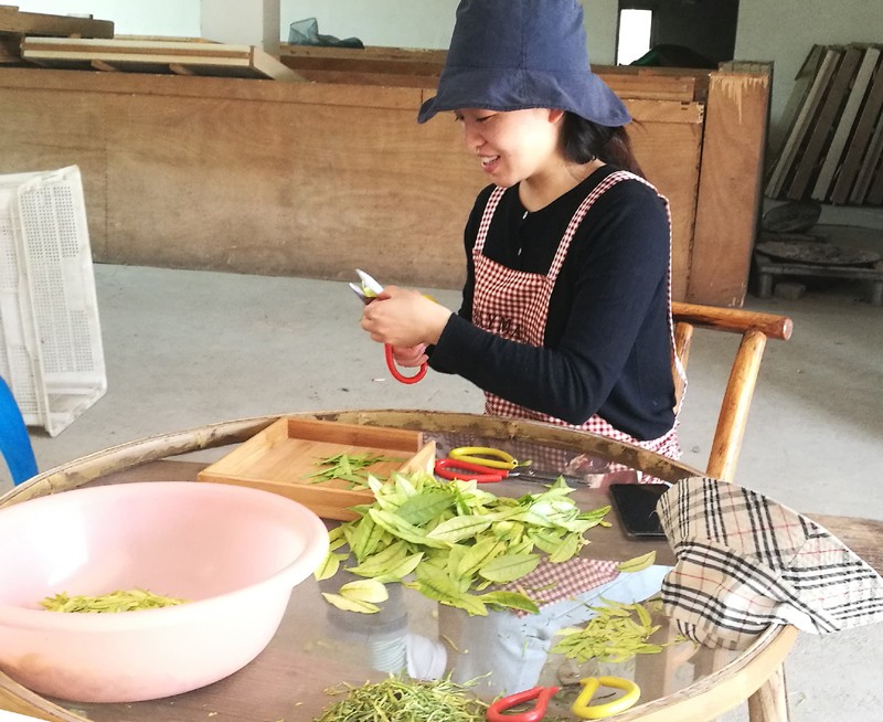 1760798392976718.jpg 半叶绿茶裁青现场1.jpg