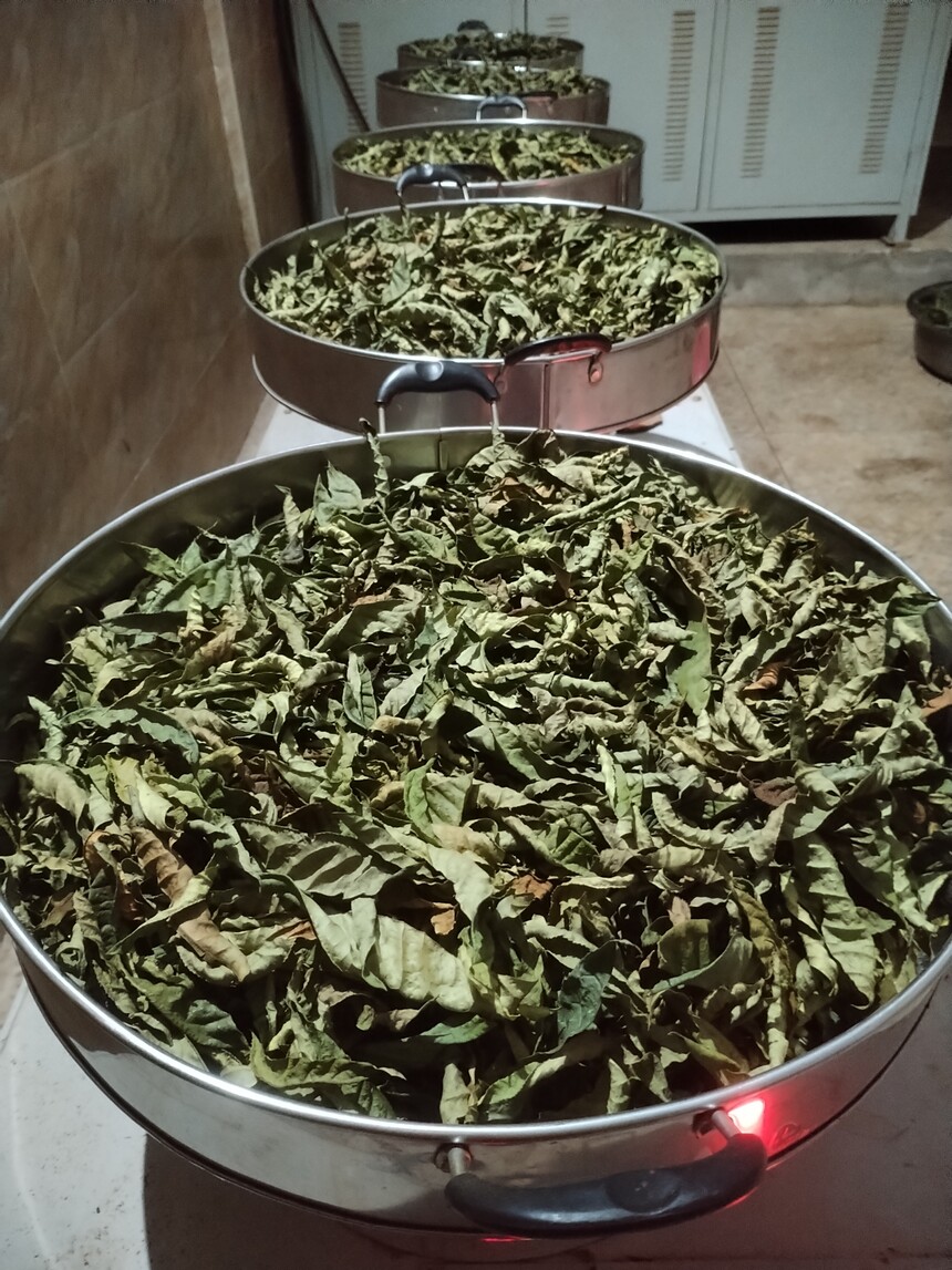 �����ذ�Ҷ�ײ�.jpg