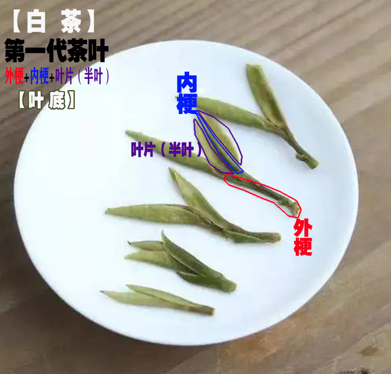 �ײ�-��һ����Ҷ-Ҷ��.jpg