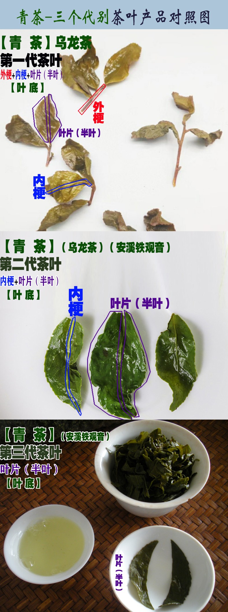 1767890436554265.jpg 青茶三个代别茶叶叶底对照图.jpg