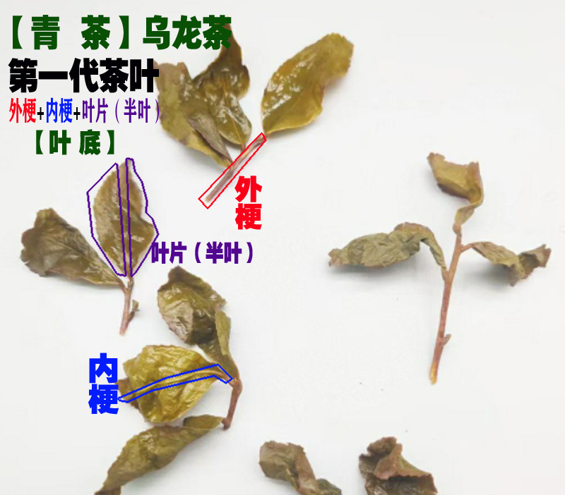 1767890516432161.jpg 青茶-第一代茶叶-叶底.jpg