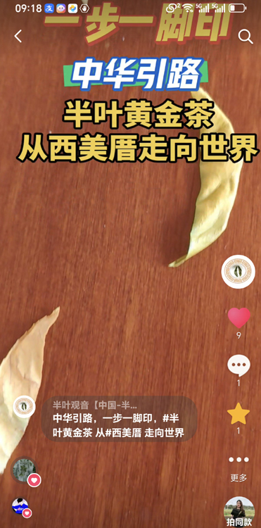 1774058021990089.jpg 半叶黄金茶从西美厝走向世界2.jpg