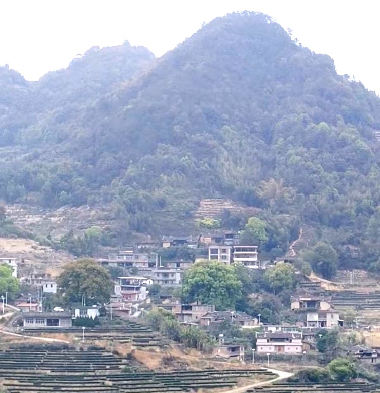 1775175519482014.jpg 半叶黄金茶走进长林村2.jpg