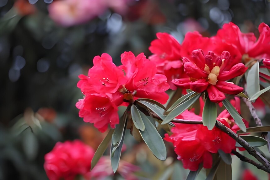 1769648104169327.jpg 百里杜鹃花 (7).jpg