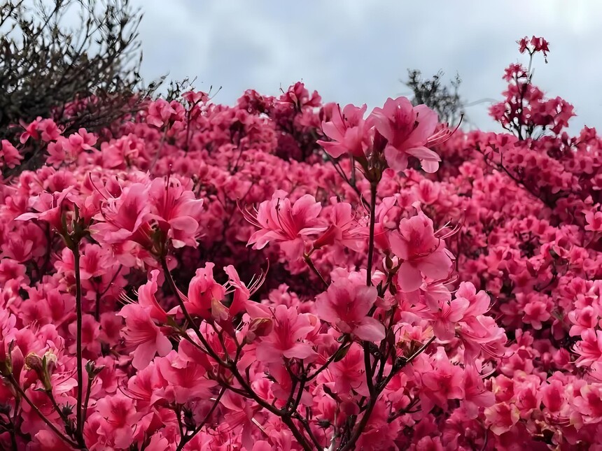 ����ž� (2).jpg