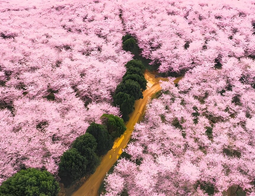 1774052703274060.jpg 黄腊乡樱花(1).jpg