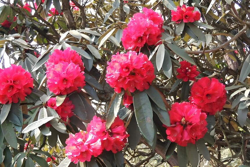 ����ž黨 (14).jpg