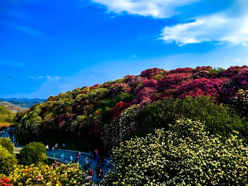 1775879458205897.jpg 百里杜鹃 (9).jpg