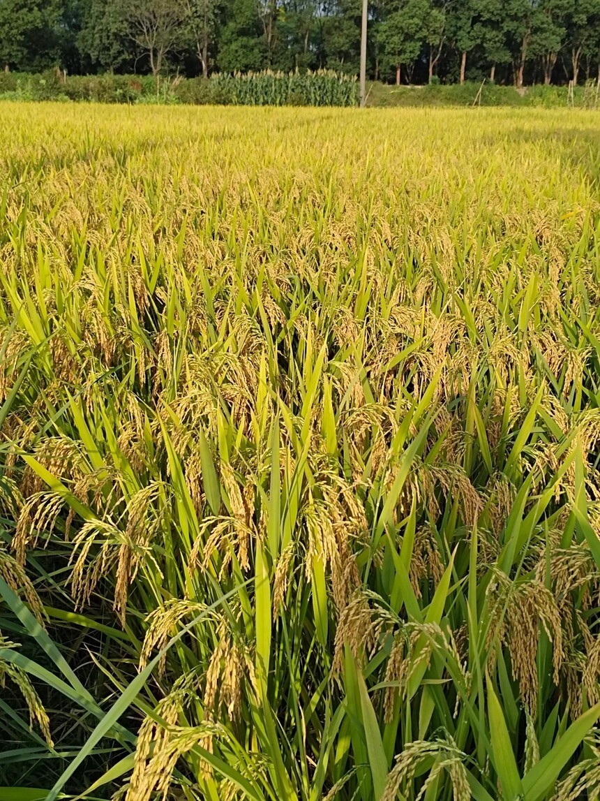 ʱ�򡰵����ˡ�����Ȼ�÷羰��🌾🌽🥝_1_һֻС66߹_����С������ҳ��.jpg
