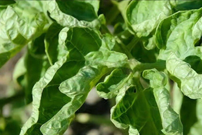 1733739827487984.jpeg 977fb0c01a7548e4a088c85414947cf1.jpeg