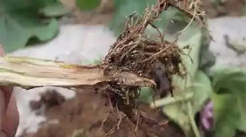 1733740193934565.jpg 1733740124090.jpg