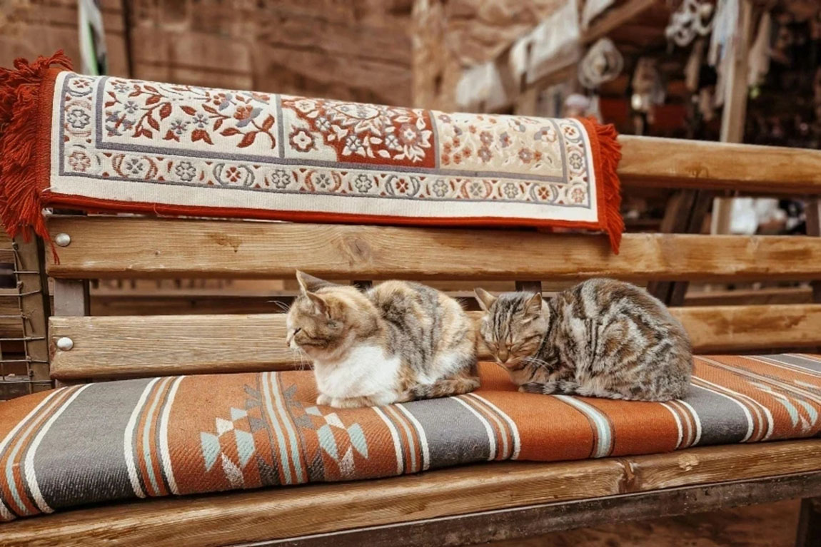 Cats-Lying-Down-on-Bench.webp.jpg