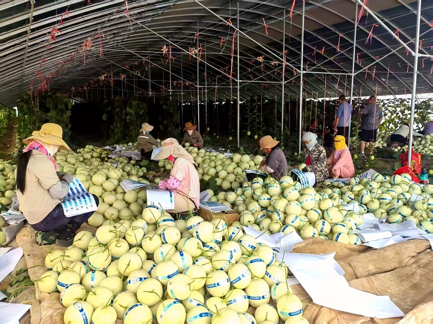 1750400133340617.jpg 金丰蜜瓜产销专业合作社也成功摘得“甘味”金字招牌.jpg