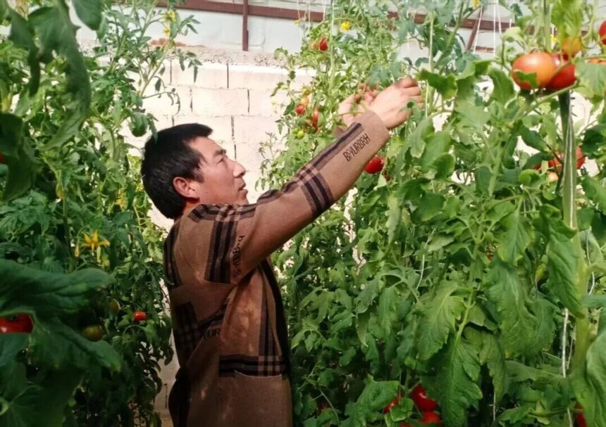 1769391380180174.jpg 种植户赵普安一边麻利地分拣果实,一边笑着算起增收账,脸上满是丰收的喜悦.jpg