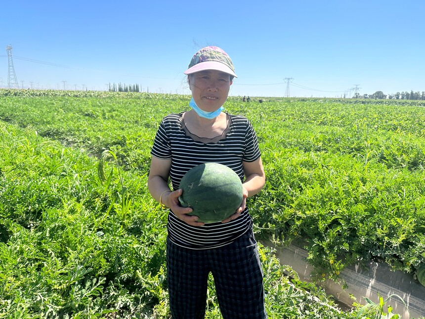 1785483107917952.jpg 瓜农们穿梭在田垄间,熟练地采摘、分拣、装筐.jpg