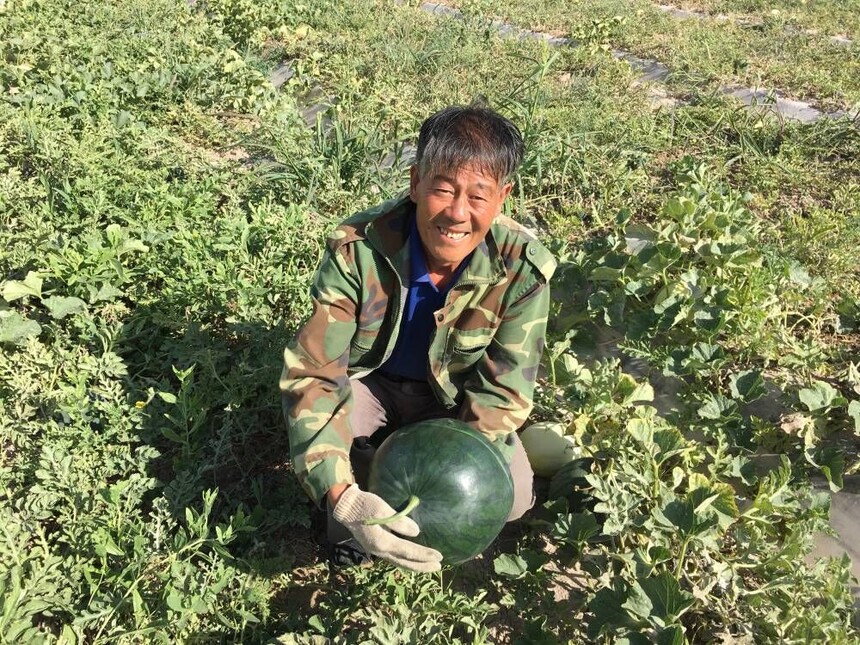 1785483119619264.jpg 黄壤西瓜.jpg