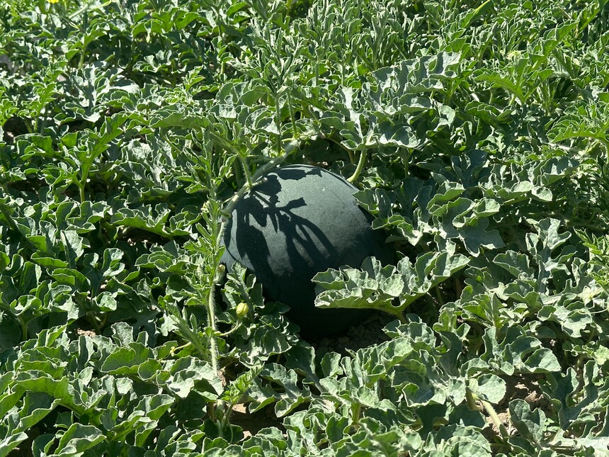 1785483167790663.jpg 走进瓜州县河东镇的无籽西瓜种植基地,连片的瓜田绿意盎然、长势喜人,圆润饱满的无籽西瓜错落有致地掩映在翠绿藤蔓间.jpg