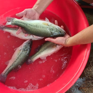 1768805930688197.jpg 1.jpg