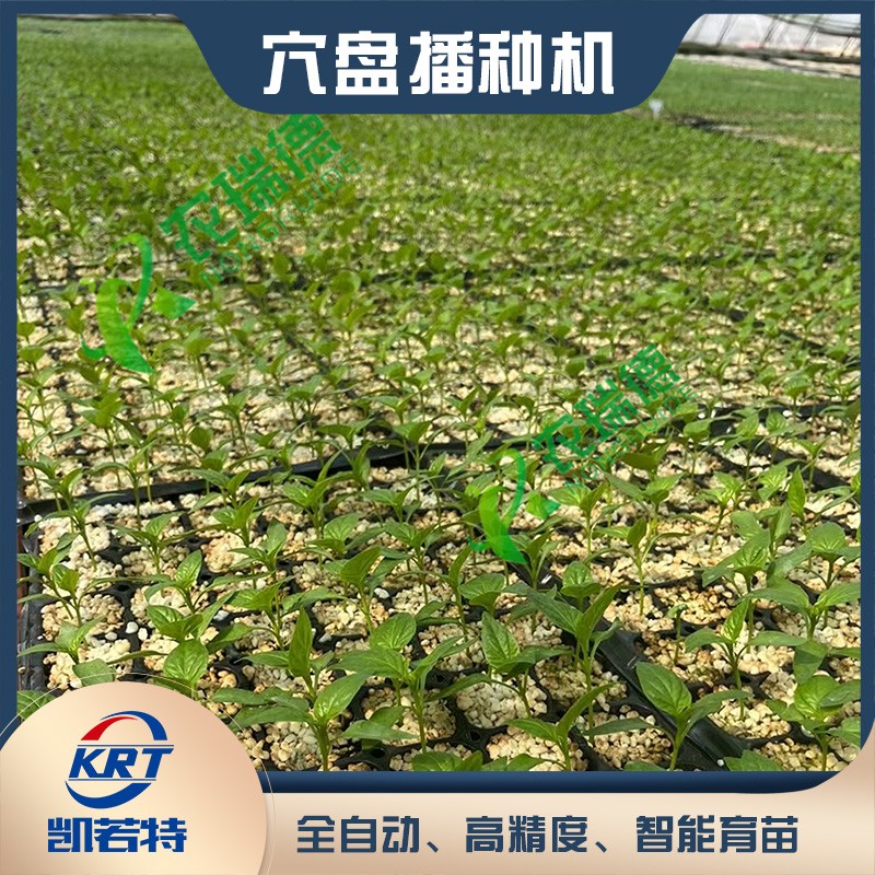 1745649288962480.jpg 穴盘苗2.jpg