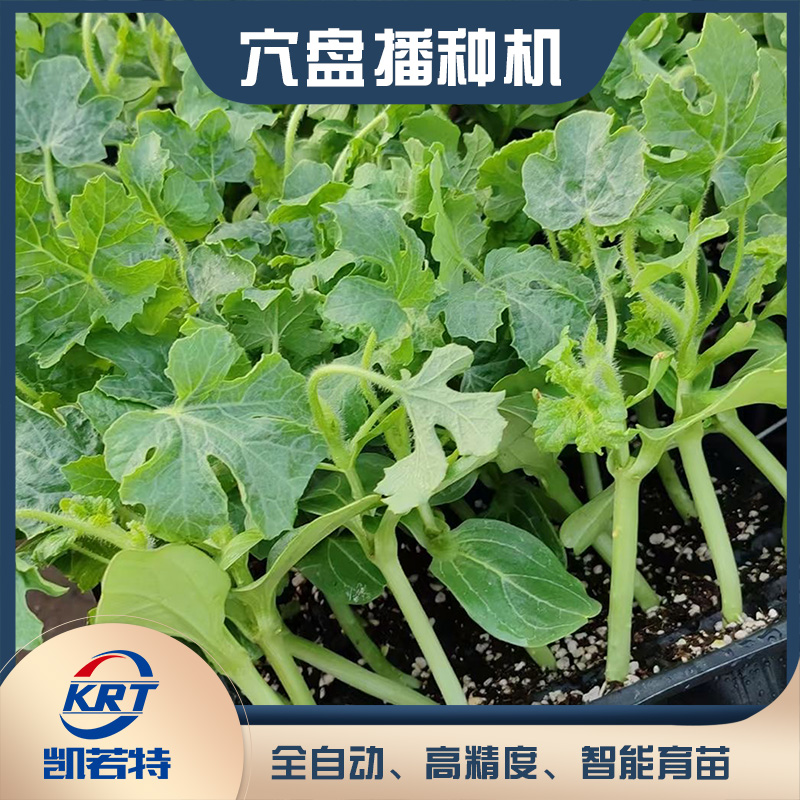 1745649656697208.jpg 穴盘苗6.jpg