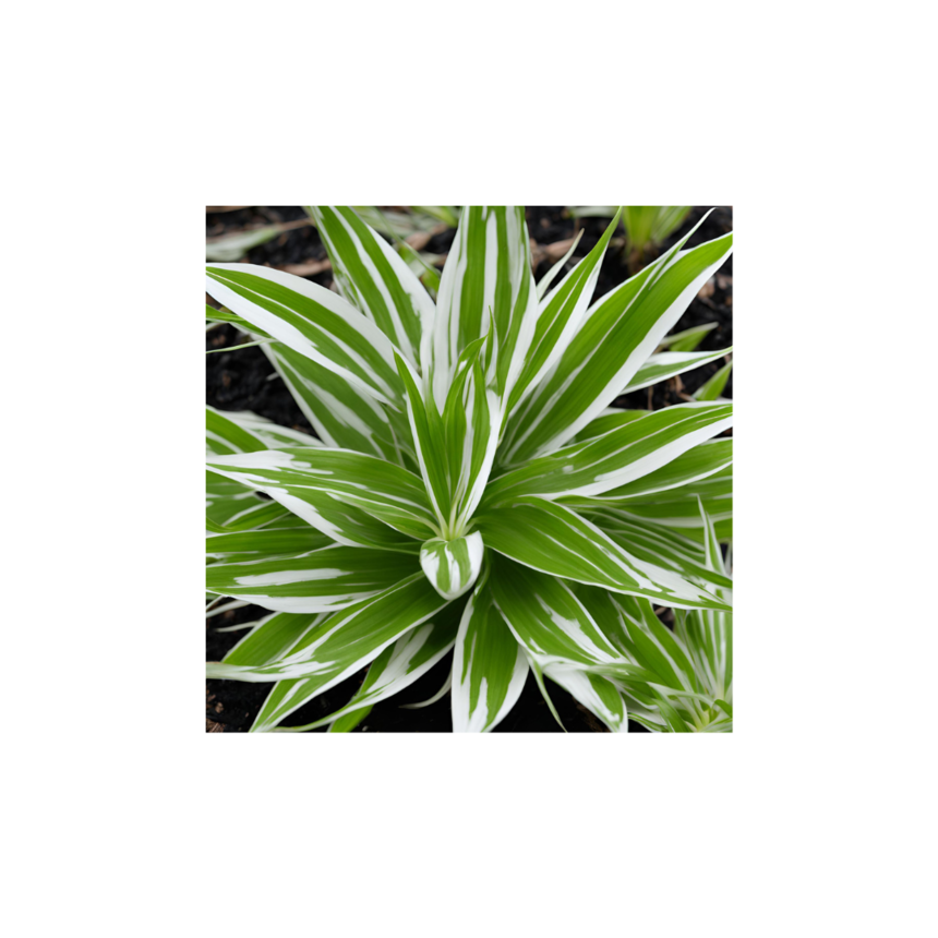 Ź(2).png