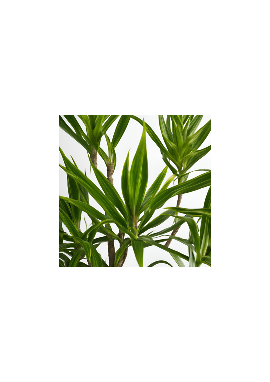 δ(1).png