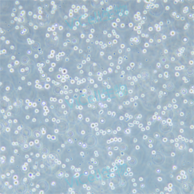 CEM/C1 ˼ܰϸѪϸ(STRȷ)
