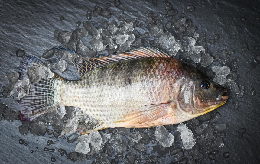 tilapia-with-ice-on-dark-background-fresh-raw-tilapia-fish-from-the-tilapia-farm-free-photo (1).JPG