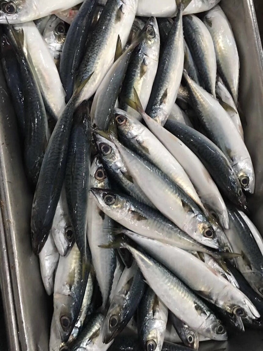 Landfrozen 100-200g mackerel  (1).jpg