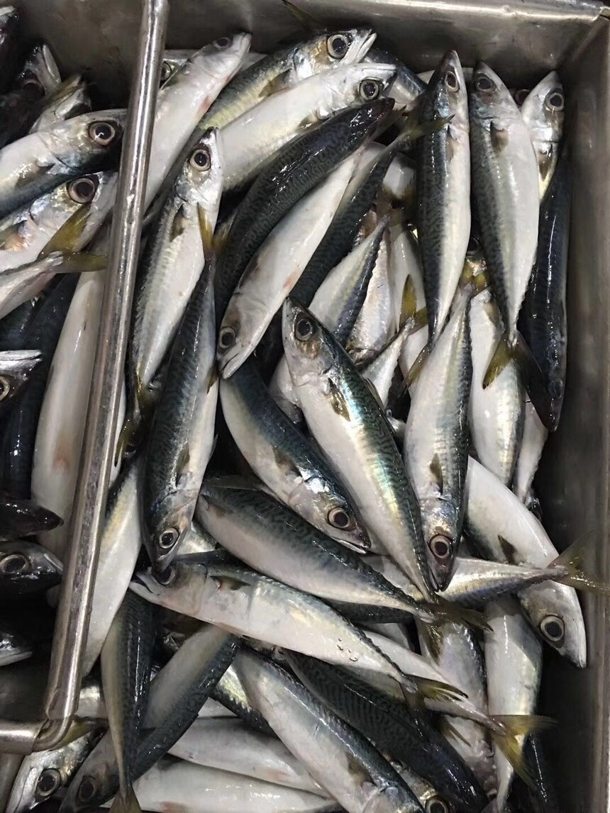 Landfrozen 100-200g mackerel  (2).jpg