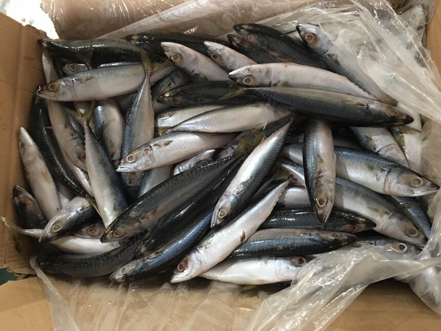 landfrozen 100-200g mackerel.jpg