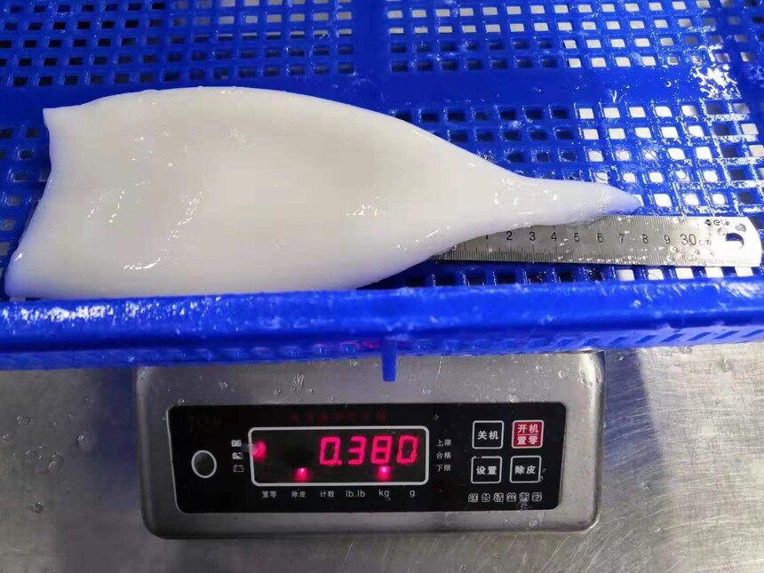 giant squid tubes5.jpg