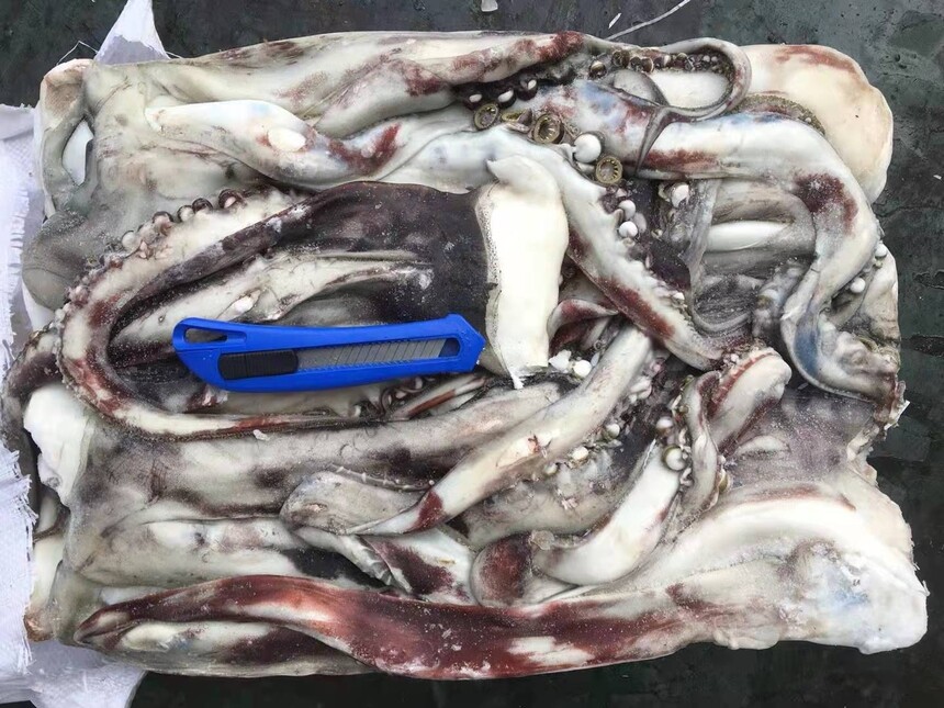 seafrozen tentacle1.jpg