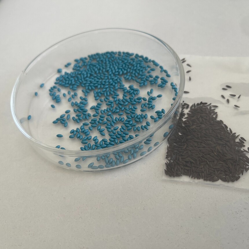 LETTUCE SEED PELLETED.jpg