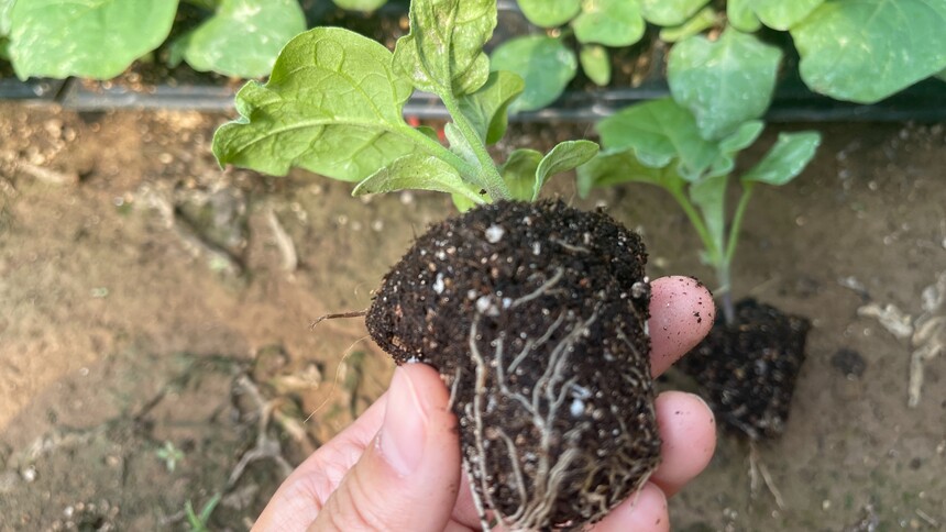 1733886427701530.jpg 图片 (80).jpg